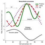 Eiwitsynthese revisited