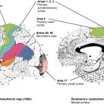 Eén complete atlas van het brein?
