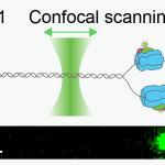 Onderzoekers TU Delft werpen nieuw licht op DNA-replicatie