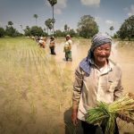 Al het goede van rijst komt samen bij de Marron in Suriname