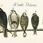 Een veldgids voor AI-systemen