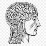 Brain basics: geheugen en emoties