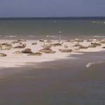 Social distancing bij zeehonden