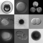 Wie maakt het eerste embryo-model?