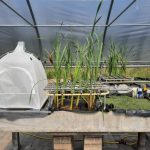 Waterdiertjes kunnen helpen bij de schoonmaak van ons afvalwater