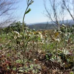 Plant beschermt nakomelingen via bodem