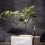 Stress bij planten: beter buigen dan barsten