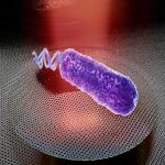 Het geluid van een individuele bacterie opvangen met grafeenmembranen