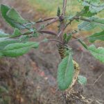 Onder stress maakt het planten-DNA rare sprongen