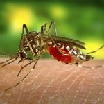 Klimaatverandering verantwoordelijk voor opmars van West-Nijlvirus in Europa