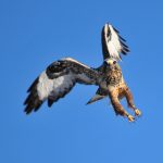 Doorbraak in begrip van robotvogel