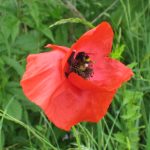De werking van kleur in de natuur