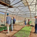 Transformatie naar een marktgestuurde zaaizaadsector in Ethiopië