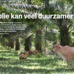 Palmolie kan veel duurzamer