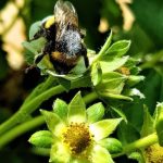 Meer smaak, minder schimmel: bacteriën zijn bondgenoten voor betere aardbei