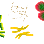 De functie van de kleuren bij bacteriën