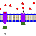 ‘Biogene klikchemie’
