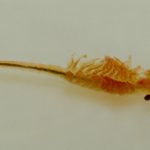 Geïntegreerde aquacultuur