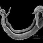 Onderzoek om schistosomiasis tegen te gaan
