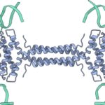 Nieuwe manieren waarop eencelligen hun DNA organiseren