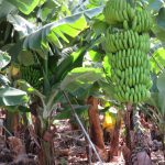 Doorbraak in strijd tegen bananenziektes