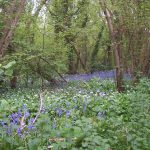 Planten trekken naar het westen