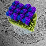 Bacteriën inkapselen