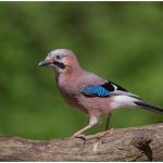 Dieren denken niet na zoals wij, maar zijn toch slim