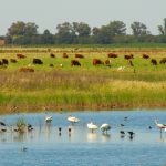 Wereldwijd breed onderzoek naar herstel biodiversiteit