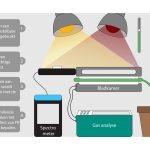 Fotosynthesemodel aangepast