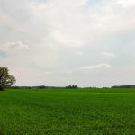 WUR werkt aan verleidelijke gewassen voor insecten
