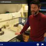 Dappere en angstige vissen