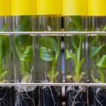CRISPR-technologie voor bananen?