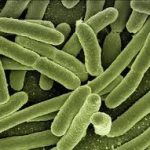 Bacteriën gebruiken variatie in gedrag om zich aan te passen aan hun omgeving