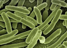 Bacteriën