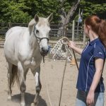 Nieuwe therapievorm waarbij paarden worden ingezet