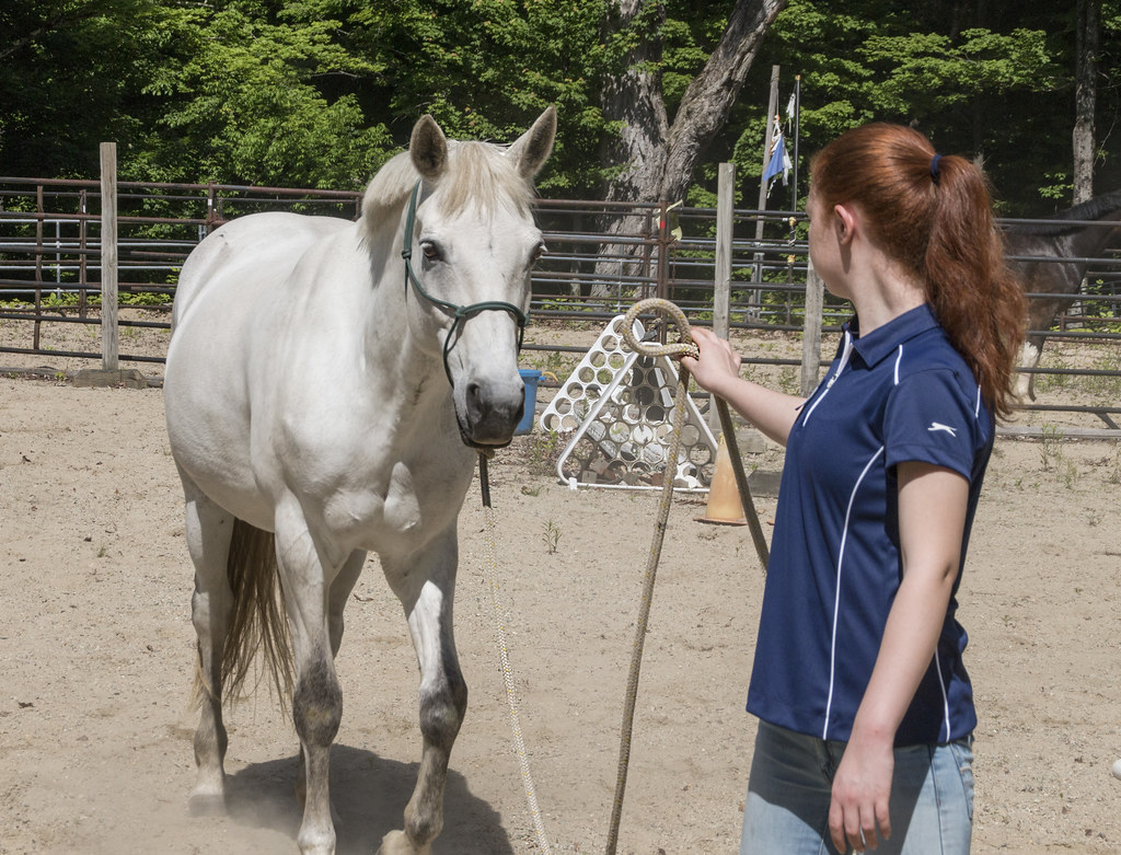 Paard en mens