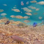 Biologische diversiteit en ‘supergenen’