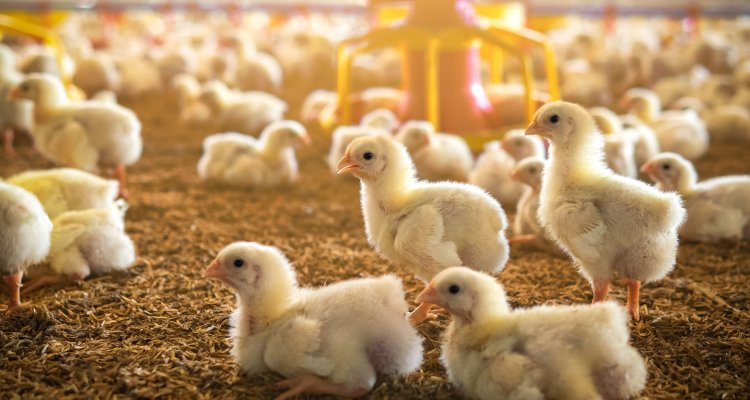Kuikens in de Nederlandse pluimee-industrie