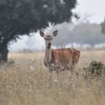 Gedeelde ideeën over natuurbehoud
