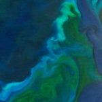 Meer fytoplankton in de Zuidelijke Oceaan zal de klimaatopwarming beperken