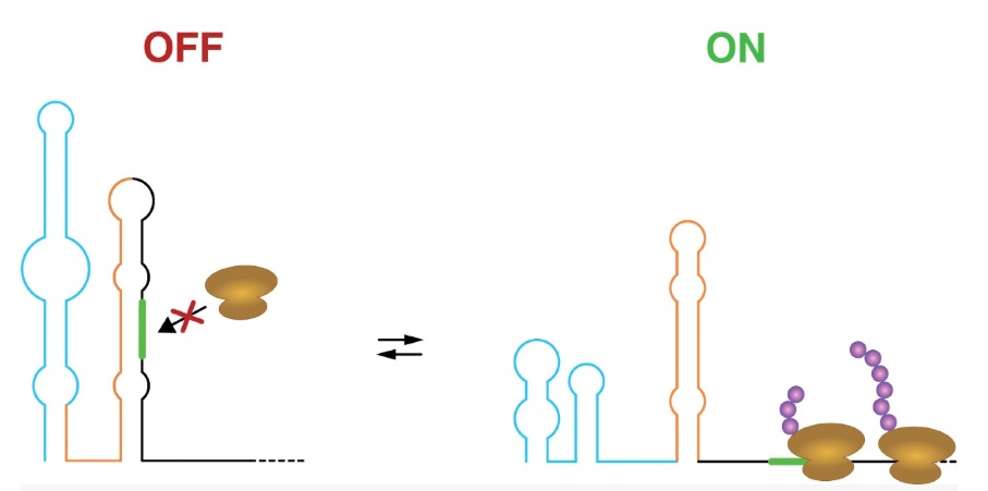 RNA-schakelaar