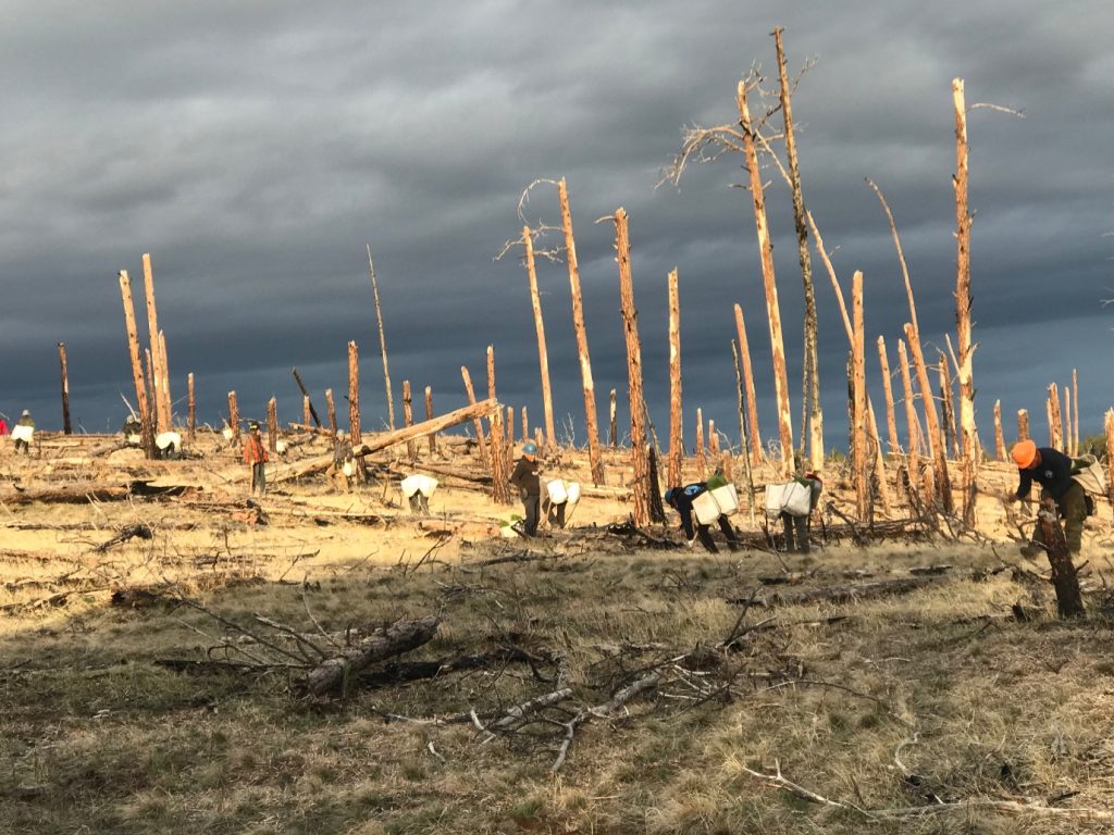 De herbebossing van het Custer Gallatin National Forest in Ashland, Montana, VS