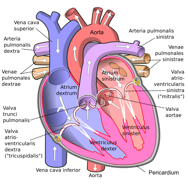 Diagram van het hart