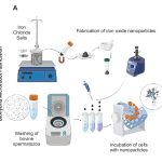 Magnetische spermacellen