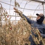 Hitte-extremen vormen een ernstige bedreiging voor de wereldwijde voedselproductie