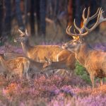 De jacht is diep geworteld in ons landschap