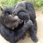 Chimpansees en bonobo’s hebben ‘vriendenkringen’, net als mensen