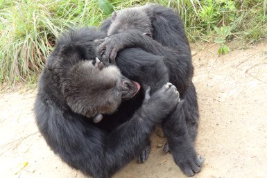 Vlooiende chimpansees