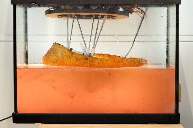 3d-geprinte schoenzool op basis van kombucha